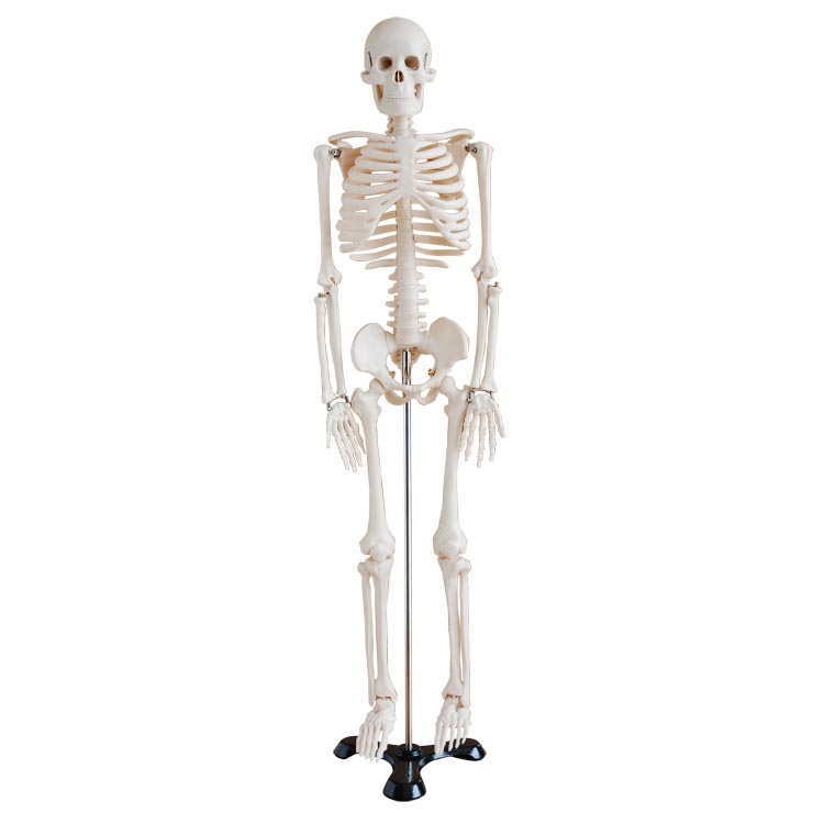 人体骨骼模型85cm -心肺复苏模拟人,护理模型,医学模型- 上海博友科教 